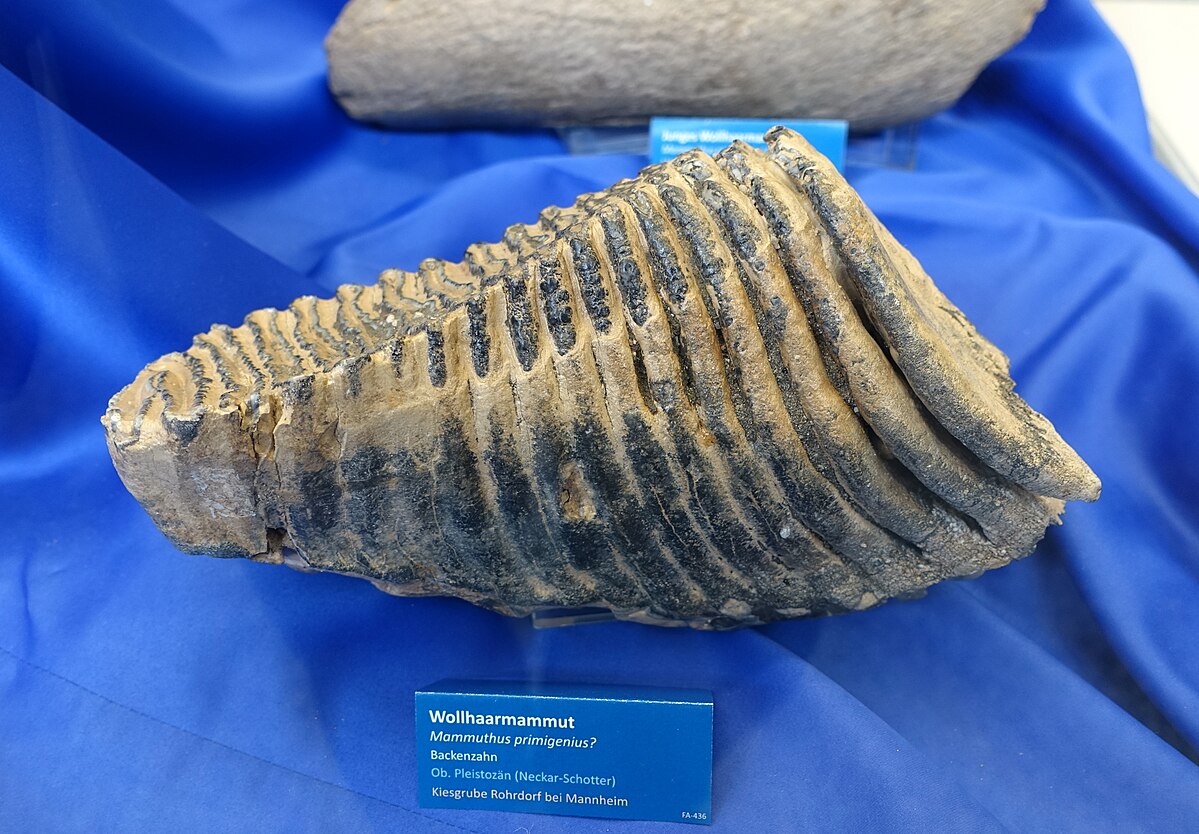 Molar tooth, probably Mammuthus primigenius